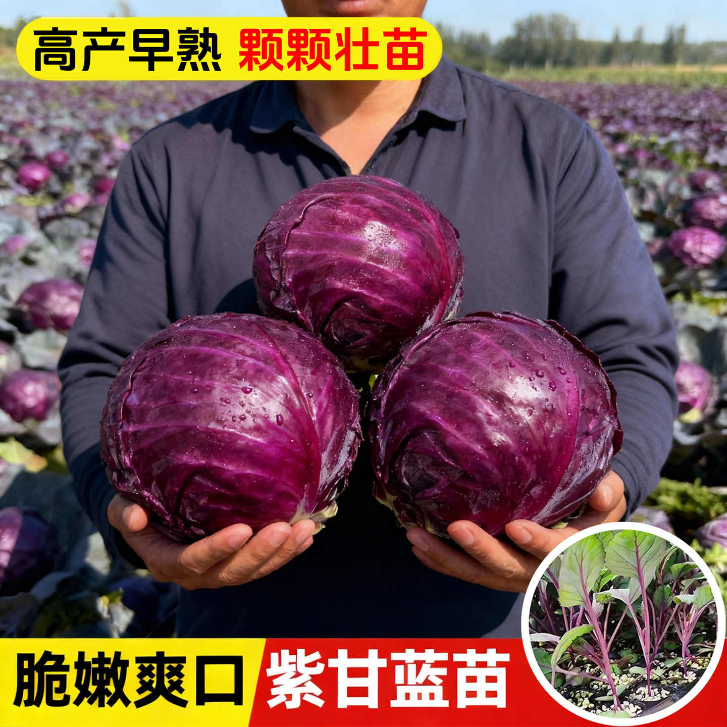 紫甘蓝苗紫包菜紫卷心菜苗绿包菜
