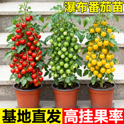 瀑布小番茄苗千禧圣女果苗秧盆栽