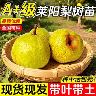 精品莱阳梨树果苗盆栽地栽嫁接南方北方种植当年结果梨树苗果树