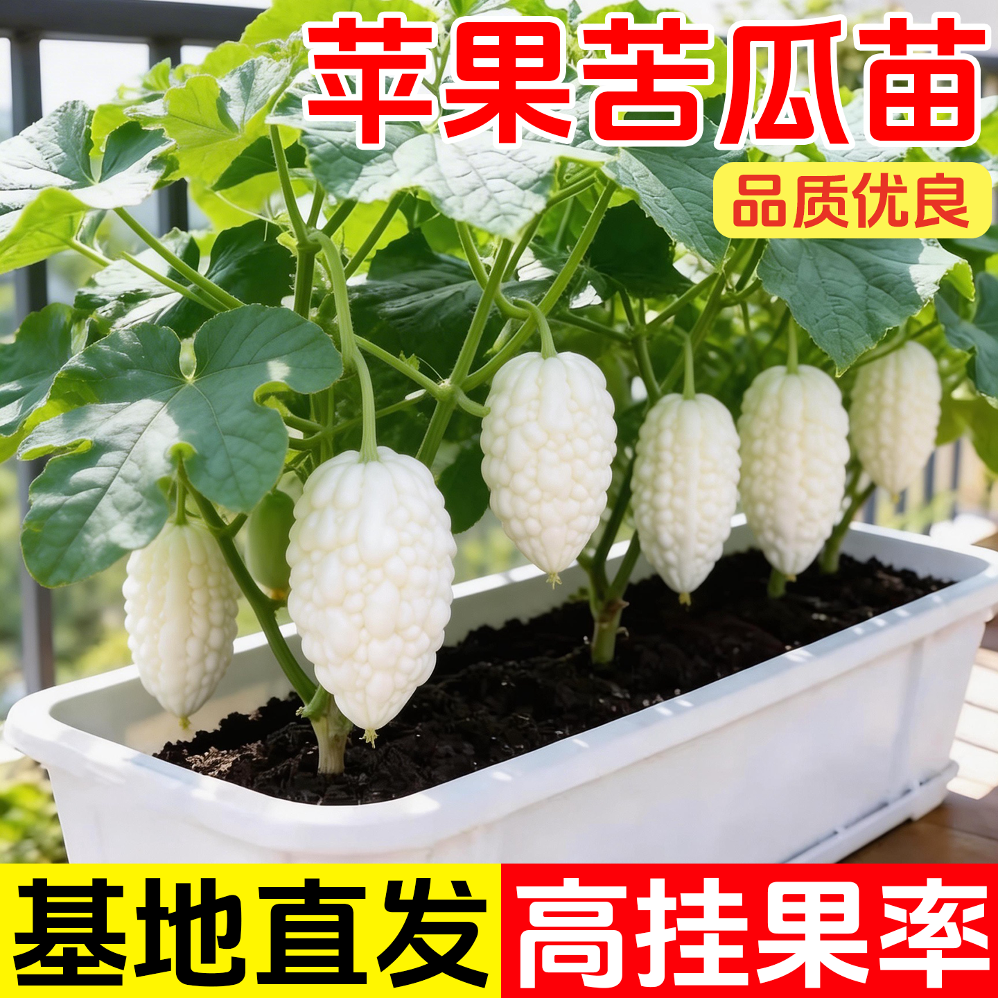 苹果苦瓜种苗高产白玉苦瓜种籽生吃不苦春天阳台家庭种植蔬菜种子