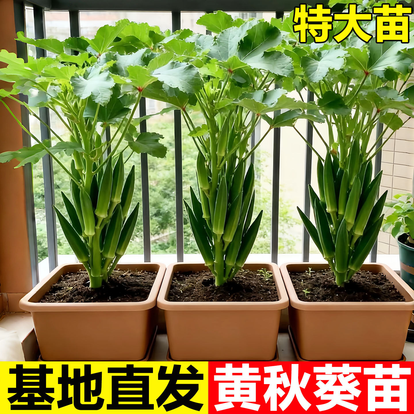 超嫩高产水果秋葵秧苗红秋葵种子四季盆栽蔬菜耐寒营养丰富蔬菜苗