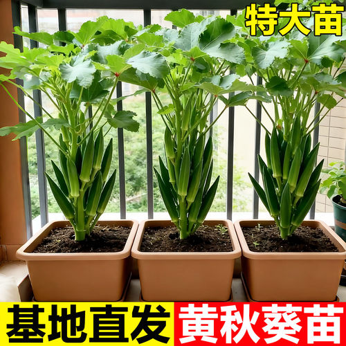 超嫩高产水果秋葵秧苗奶油秋葵苗