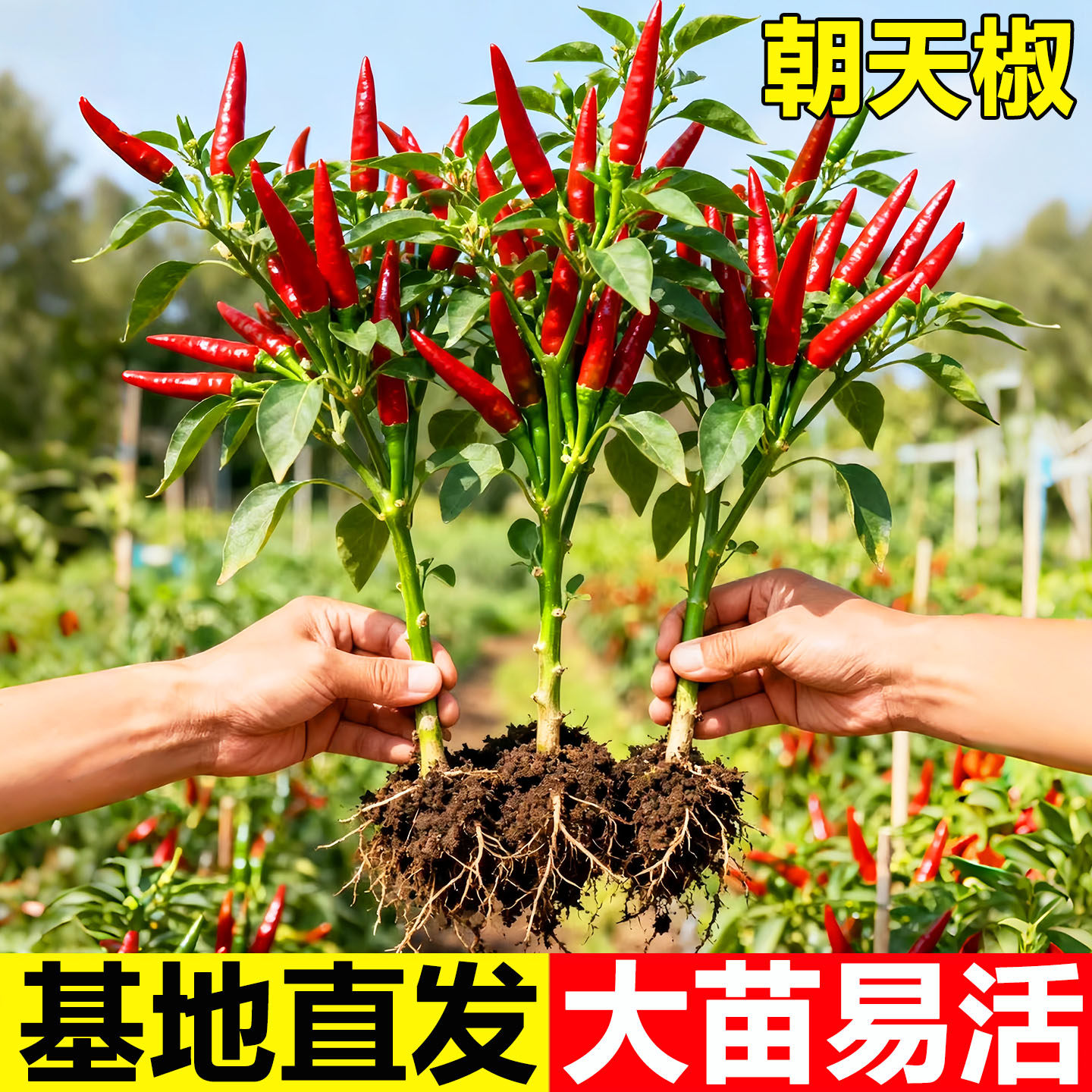 朝天椒苗秧辣椒种籽小米辣青椒树苗种子四季种植盆栽蔬菜种孑大全