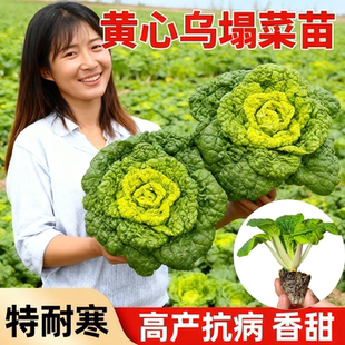 特级奶油耐寒黄心乌塌菜苗带土越冬大白菜苗秋冬蔬菜苗秧苗盆栽