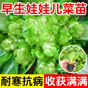正宗儿菜秧苗幼苗本地四川儿菜苗小苗带土早熟娃娃菜蔬菜孢子芥兰
