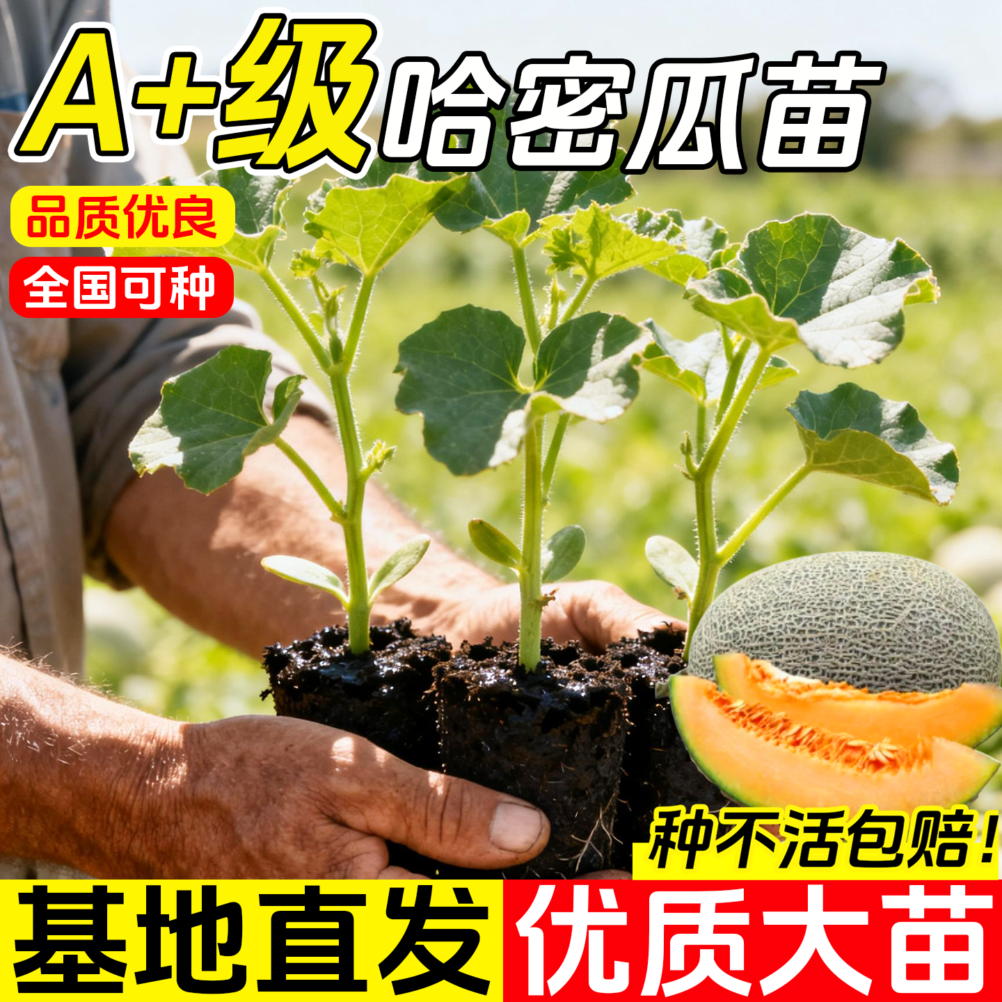 甜瓜新疆哈密瓜种苗秧四季香瓜春季种籽孑春天苗南方网纹瓜苗秧苗
