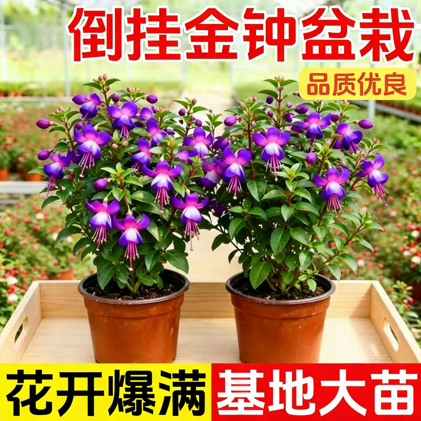 灯笼花盆栽四季开花苗爬藤植物阳台室内外倒挂金钟花卉树苗风铃花