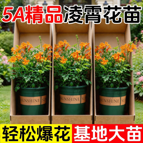 凌霄花带花苞炮仗花爬藤植物盆栽