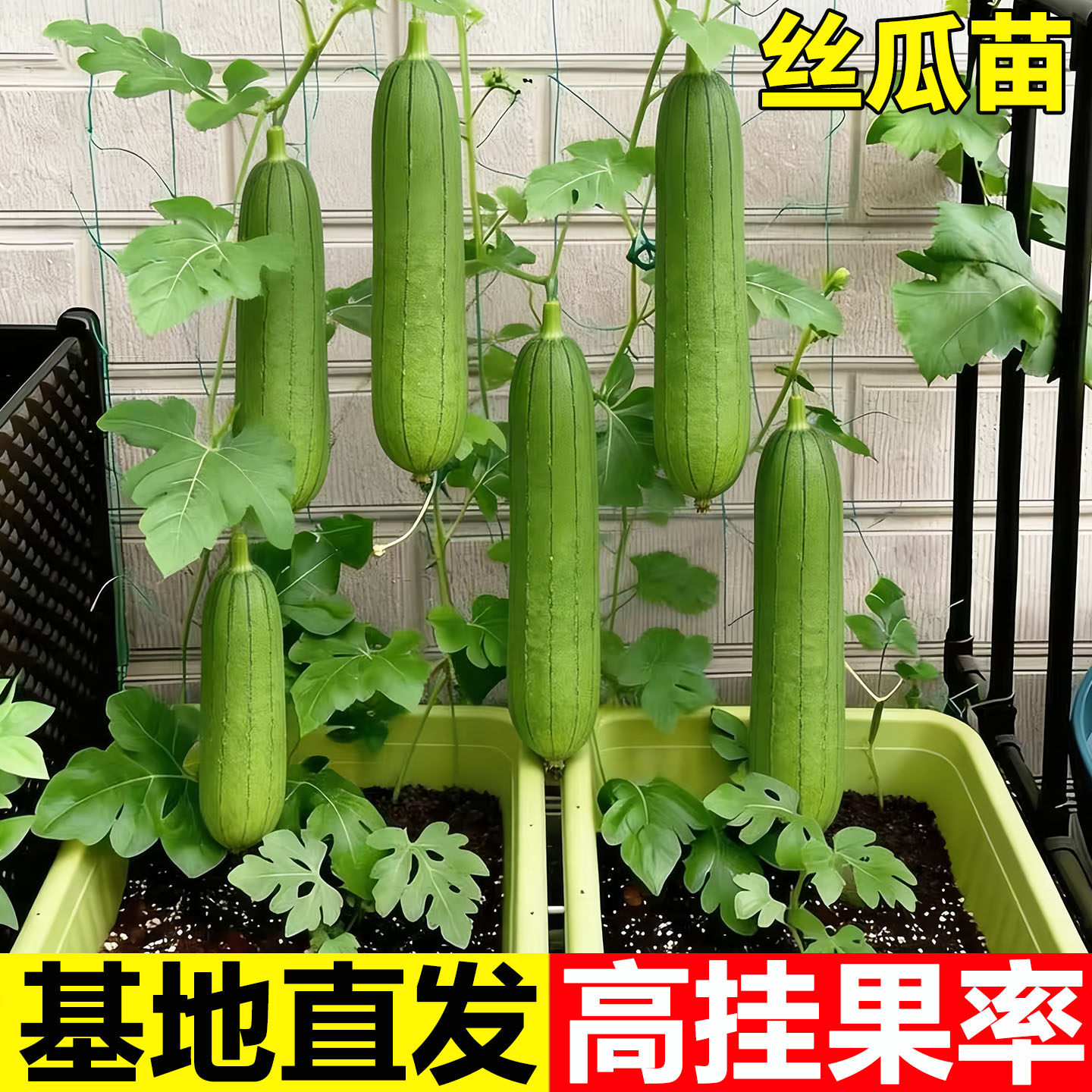 【摘不败】高产特大肉丝瓜种春夏季特长丝瓜籽农家庭院爬藤种蔬菜