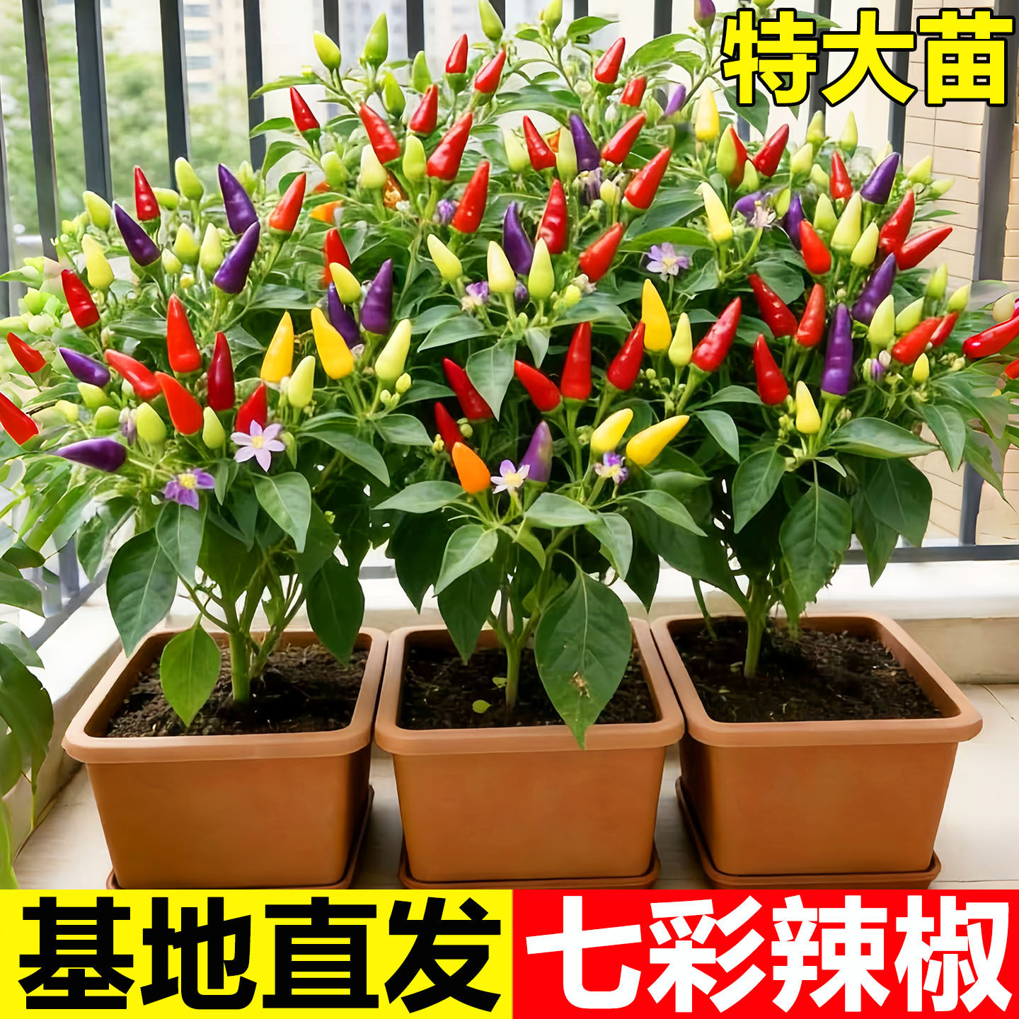 食用五彩椒苗七彩椒苗小米辣椒苗种子可欣赏彩椒美观蔬菜盆栽秧苗