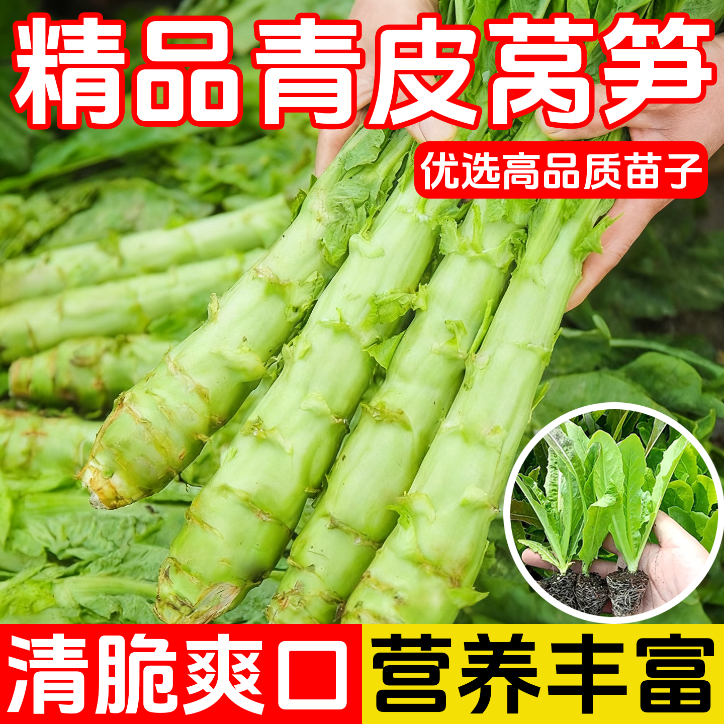 青皮莴笋苗菜种窝笋莴苣种籽苗秧秧苗耐寒青笋四季蔬菜孑子香大全,鲜花速递/花卉仿真/绿植园艺,种苗/半成品盆栽,淘宝优惠券,粉丝福利购,淘宝优惠卷