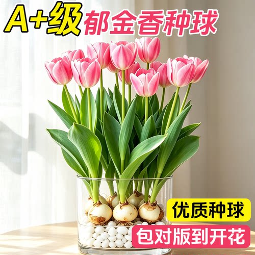 可土培水培郁金香种球室内阳台