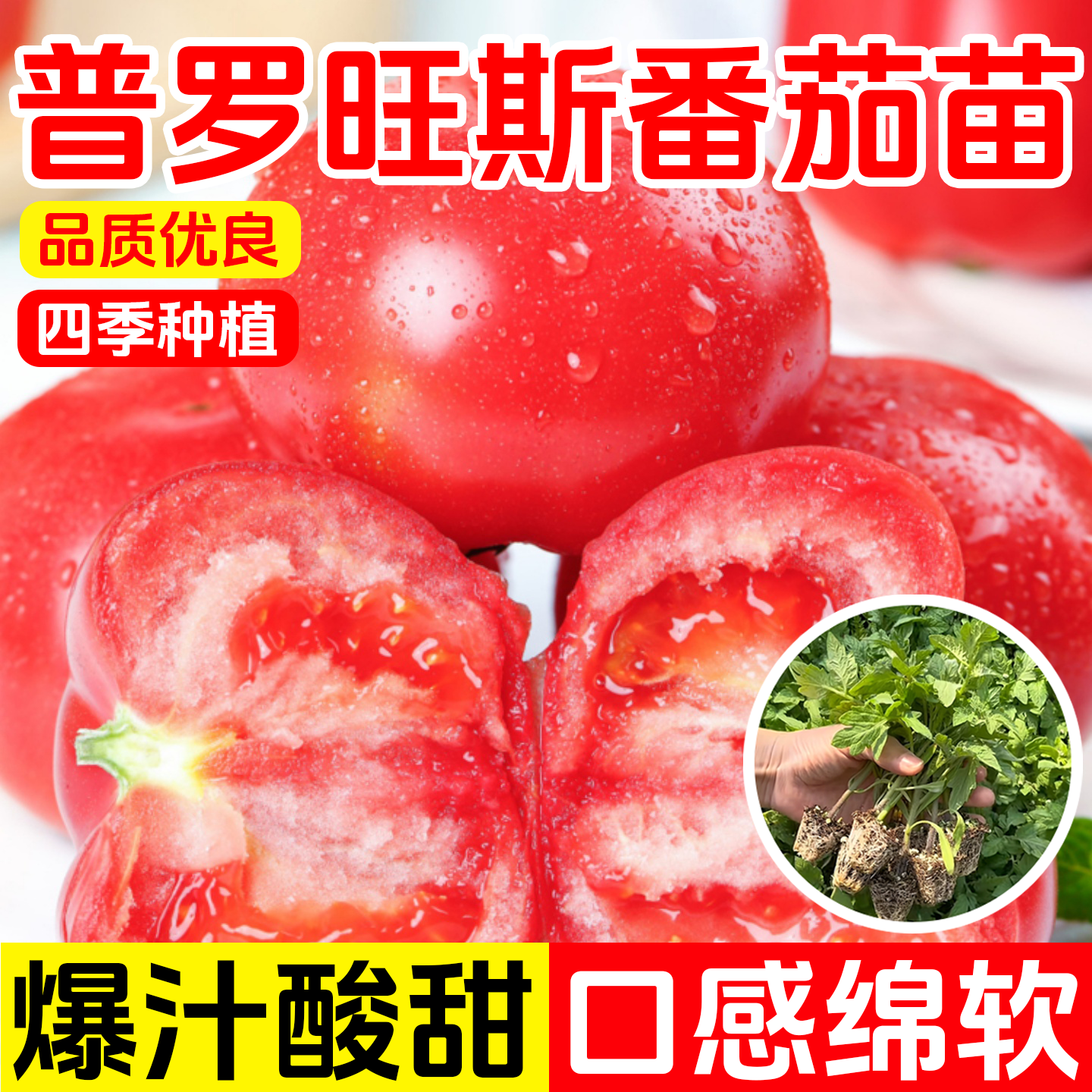 普罗旺斯番茄苗子大粉西红柿苗