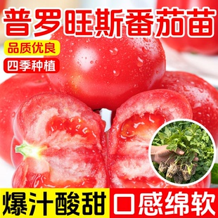 普罗旺斯番茄苗子大粉西红柿苗口感番茄苗沙瓤水果西红柿种苗