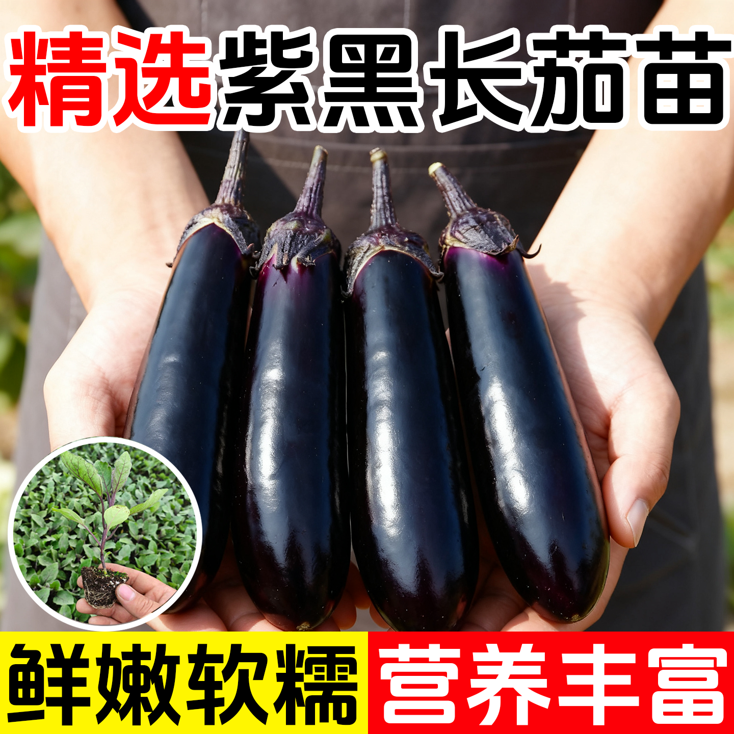 紫红色长茄子种籽种子苗本地长茄嫁接茄苗四季秧苗蔬菜大孑秧带土,鲜花速递/花卉仿真/绿植园艺,种苗/半成品盆栽,淘宝优惠券,粉丝福利购,淘宝优惠卷