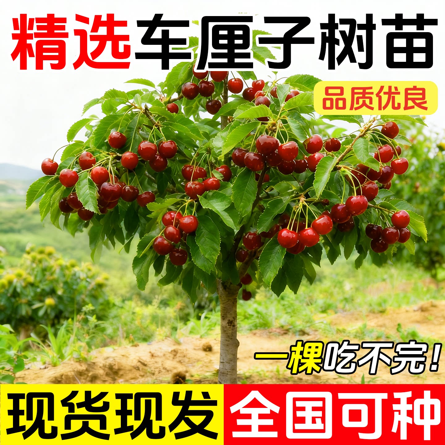 矮化车厘子树苗樱桃树苖盆栽庭院大樱桃果树苗南北方种植当年结果