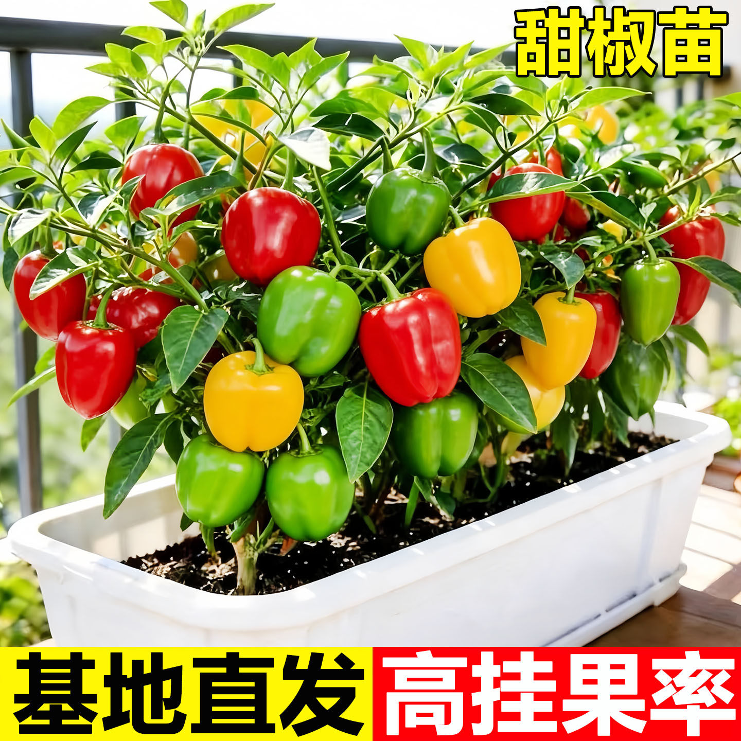 高产甜椒苗四季辣椒苗秧五彩椒苗圆椒红黄青椒灯笼椒苗春季蔬菜苗