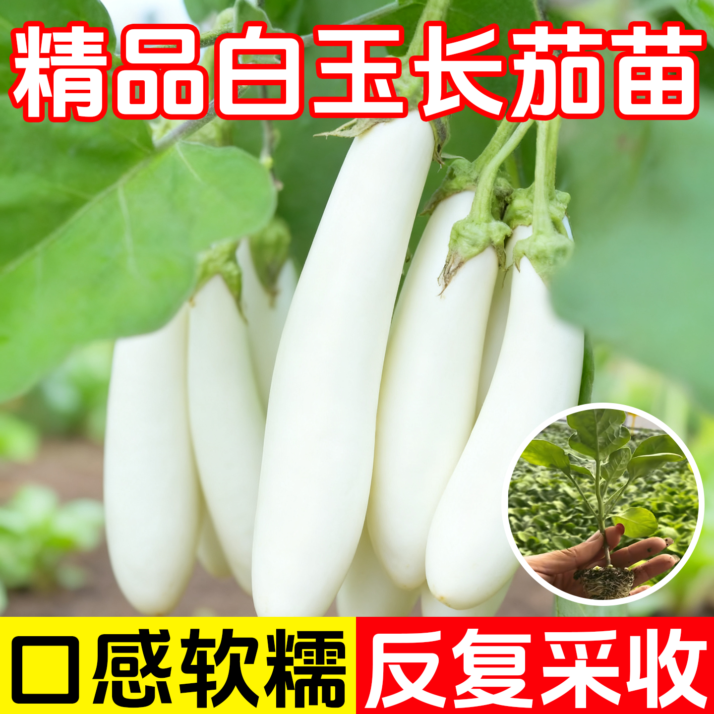 白玉长茄秧苗白雪公主象牙白茄苗