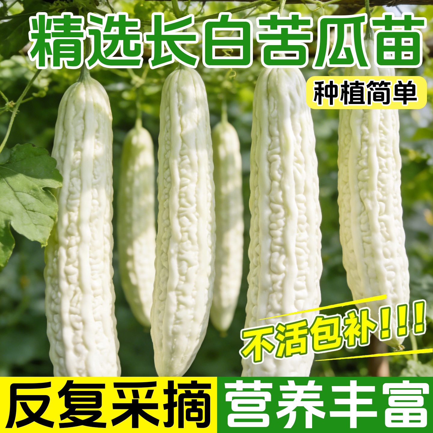 苦瓜苗子赛碧绿春秋冬季苦瓜苗四季春季蔬菜种孑苦瓜种籽苗秧大全