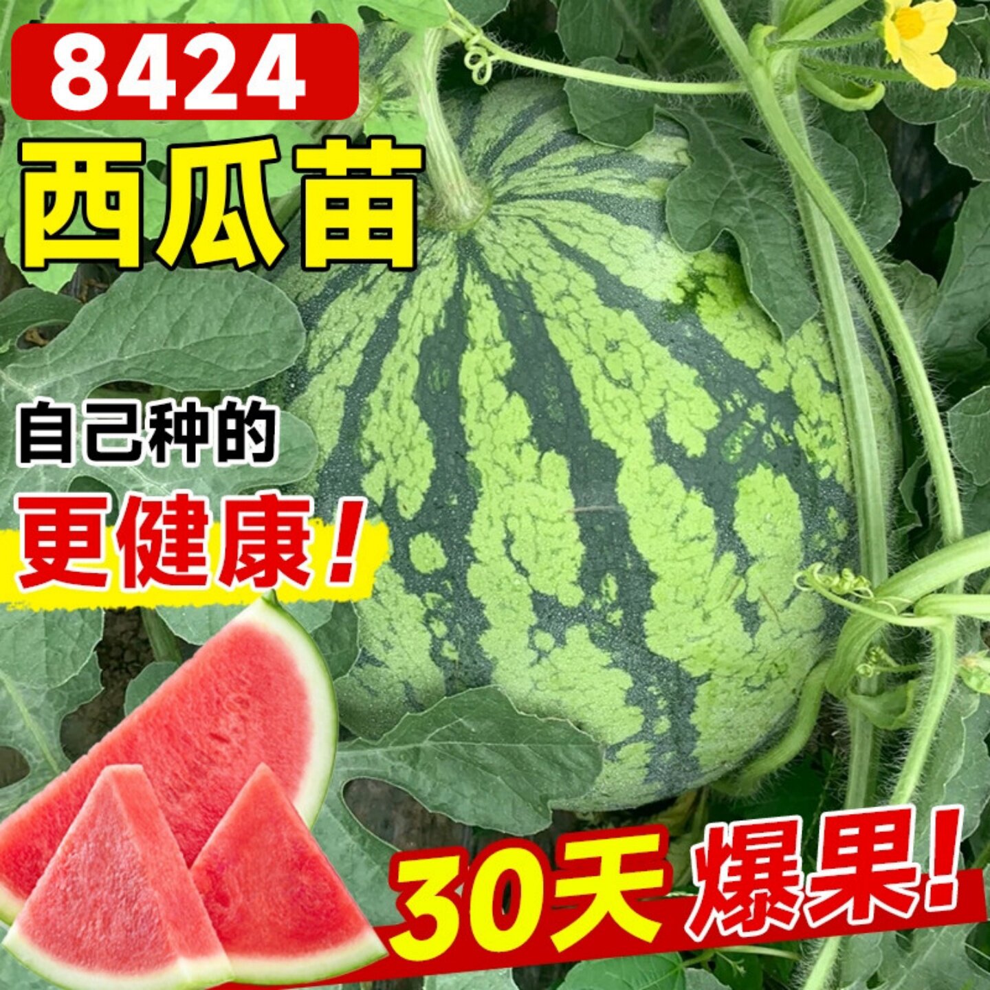8424西瓜苗秧嫁接麒麟大西瓜盆栽种籽南方无籽西瓜水果蔬菜苗秧苗