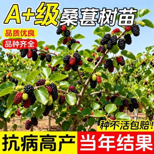 大桑葚树苗大果盆栽当年结果特大号香金白桑葚果树苗南北方四季