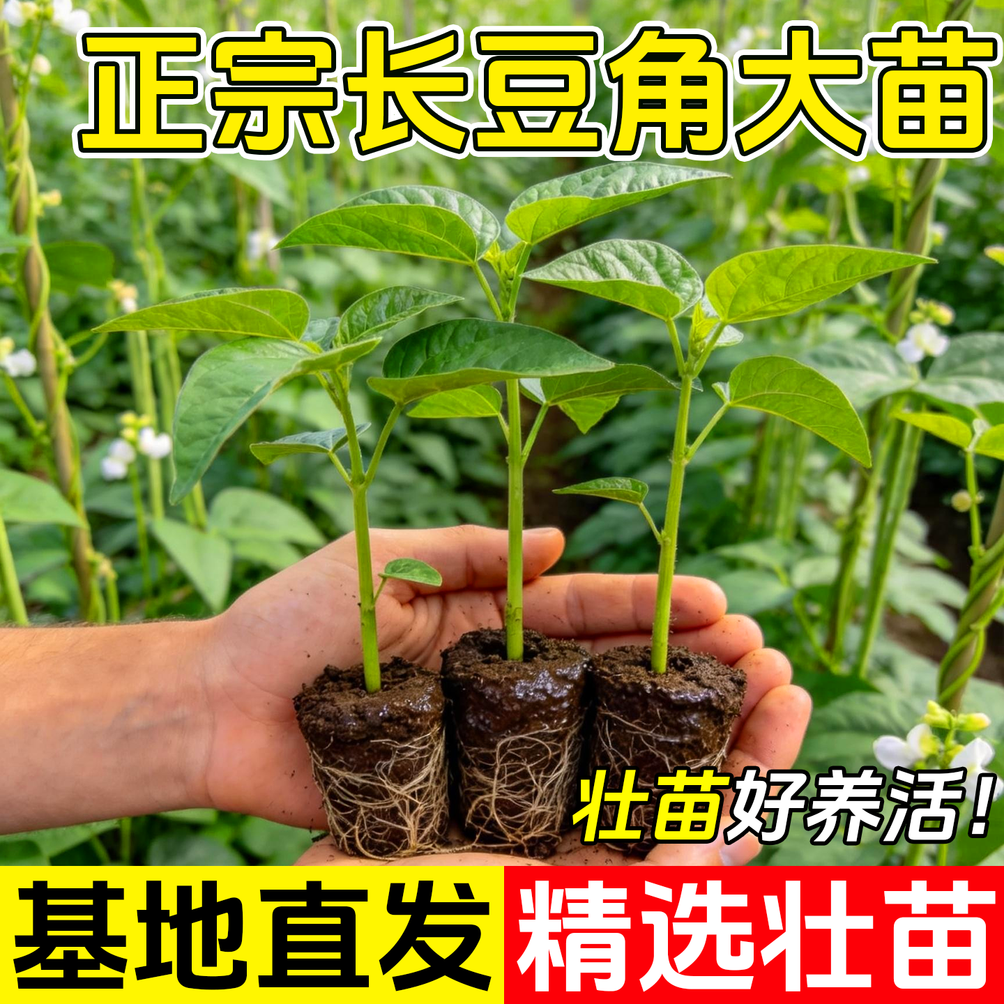 长豆角苗四季豆豇豆种苗蔬菜苗秧苗大全适合春天种的菜苗种子种籽 - 实物图