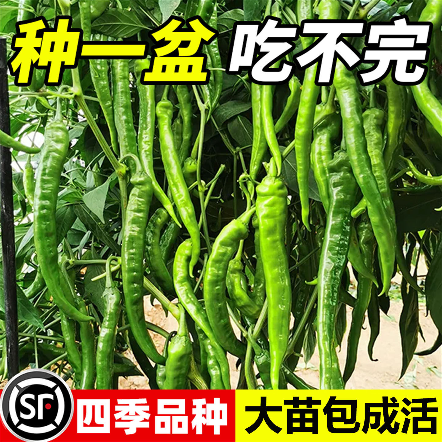 高产线椒苗秧四季阳台盆栽高产青红辣椒辣妹子线椒秧苗线辣椒秧苗