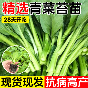 青菜苔种子四季阳台盆栽蔬菜耐热耐寒菜苗懒人易种菜心青菜苗子