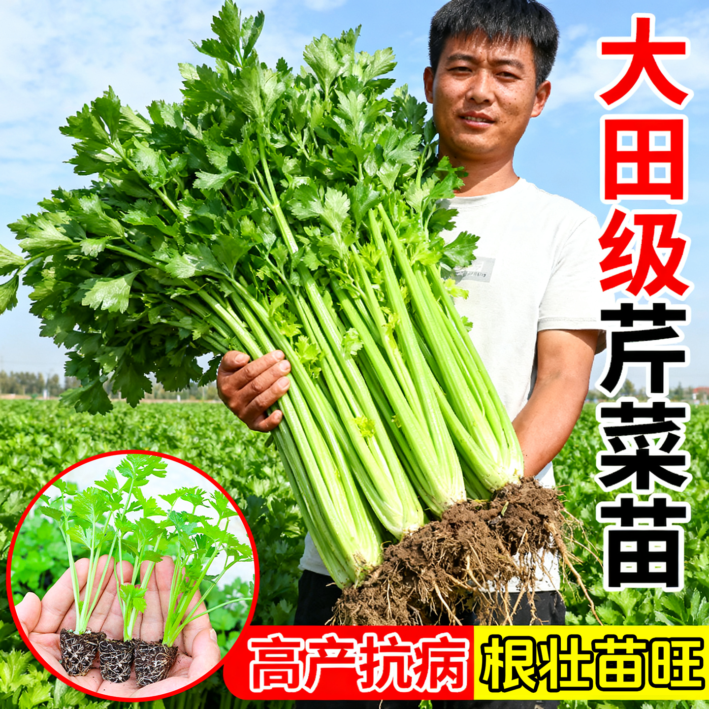 大田四季水果小香芹菜苗秧苗老品种西芹苗带土芹种籽秋冬蔬菜盆栽,鲜花速递/花卉仿真/绿植园艺,种苗/半成品盆栽,淘宝优惠券,粉丝福利购,淘宝优惠卷