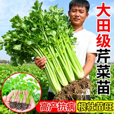 大田四季水果小香芹菜苗老品种
