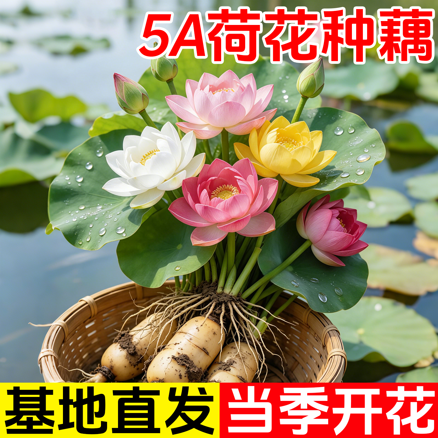 观赏荷花藕种盆栽水养食用莲花苗碗莲睡莲花卉种籽子水培池塘植物