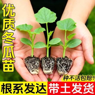 特大粉皮冬瓜苗白皮种子孑粉皮大农家四季春夏秋瓜果蔬菜种子