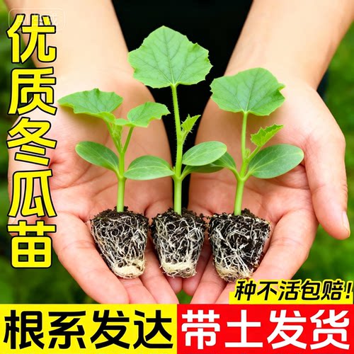 特大粉皮冬瓜苗白皮粉皮四季种植