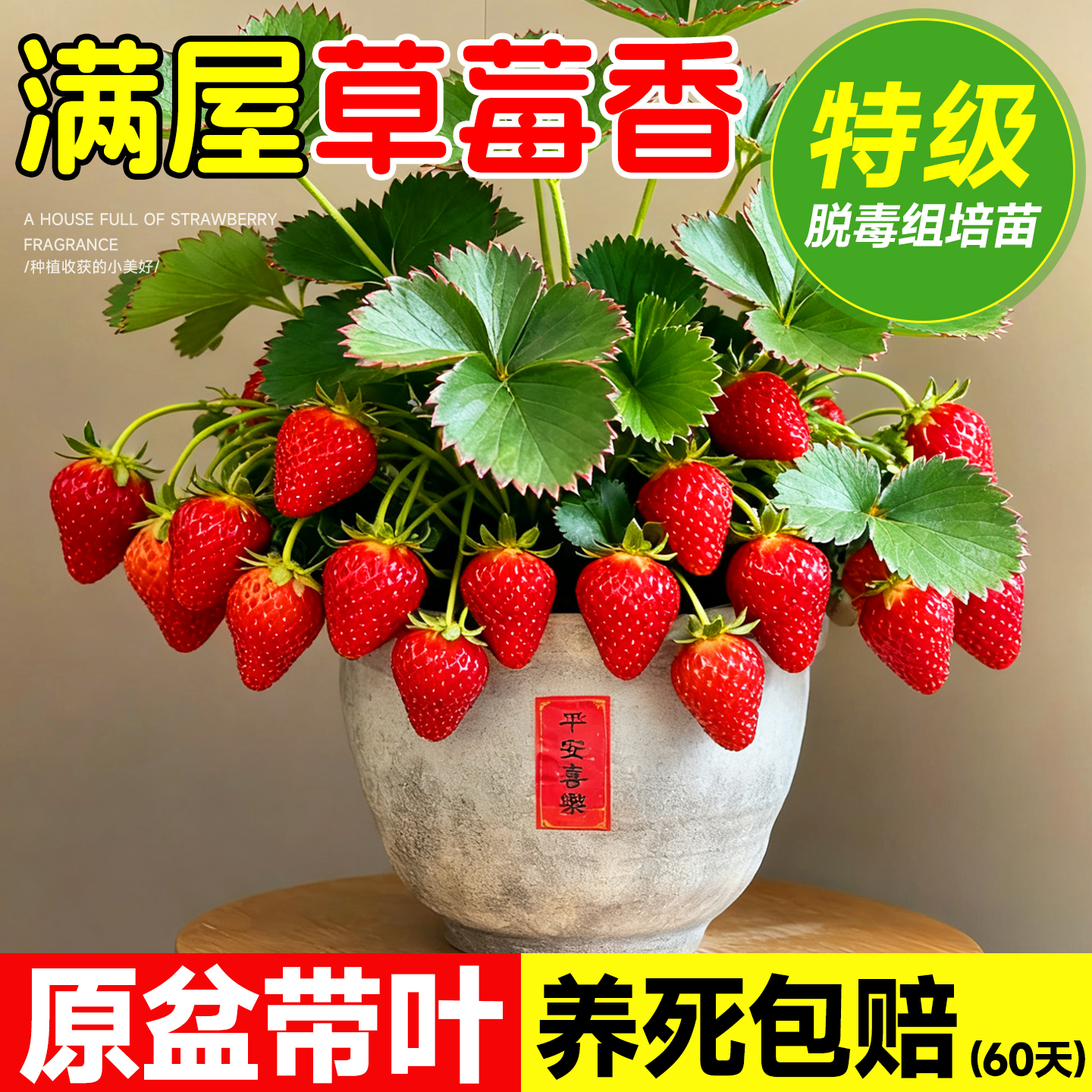 草莓苗四季结果盆栽草莓苗秧