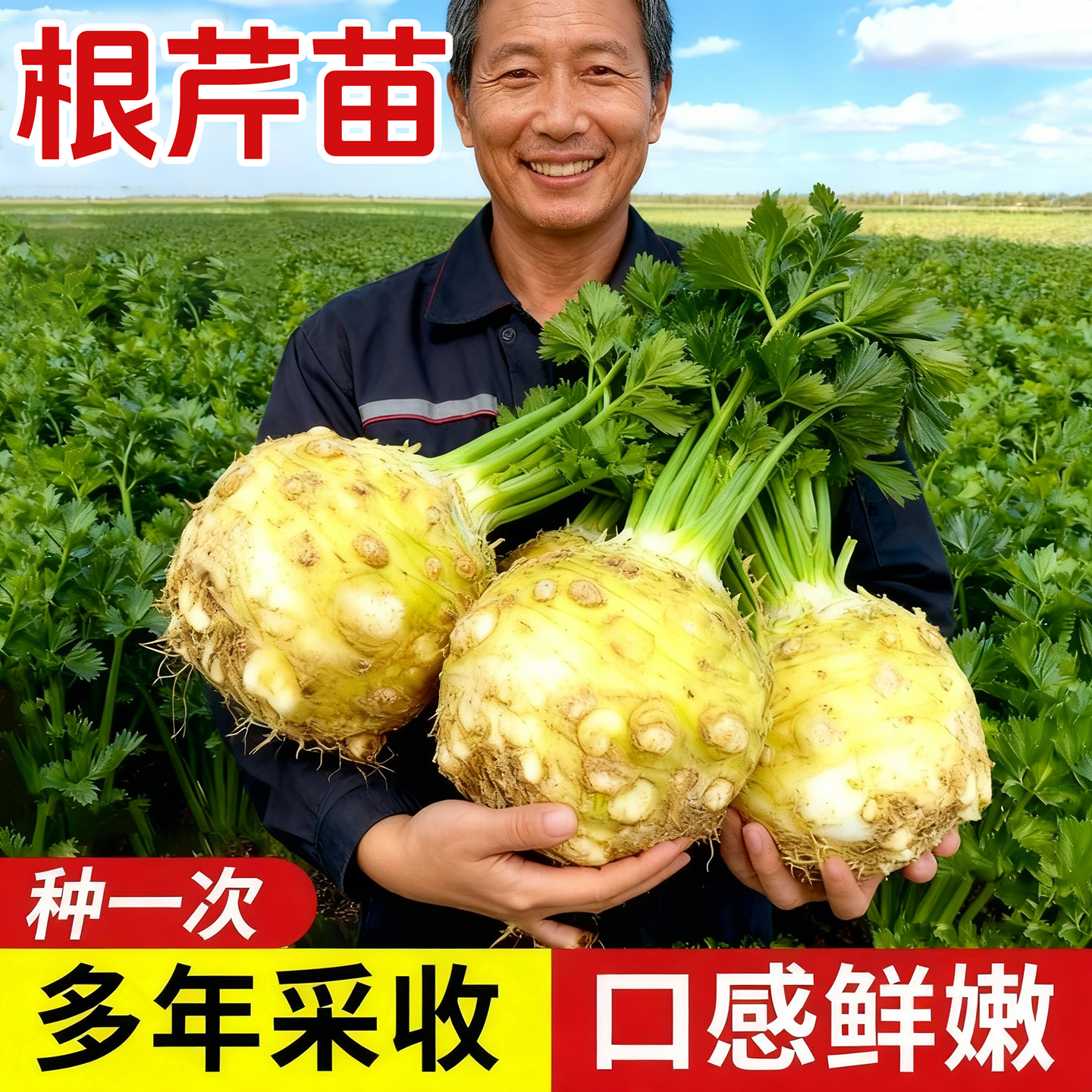 根芹球根芹疙瘩山东地中海根芹耐寒秋冬蔬菜正宗根芹老桩阳台种球,鲜花速递/花卉仿真/绿植园艺,种苗/半成品盆栽,淘宝优惠券,粉丝福利购,淘宝优惠卷