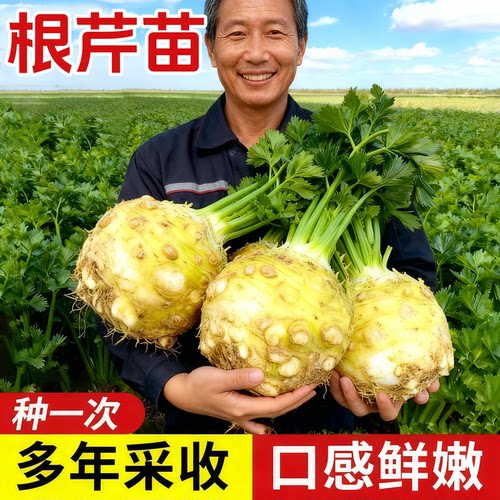 根芹球疙瘩山东地中海耐寒蔬菜苗