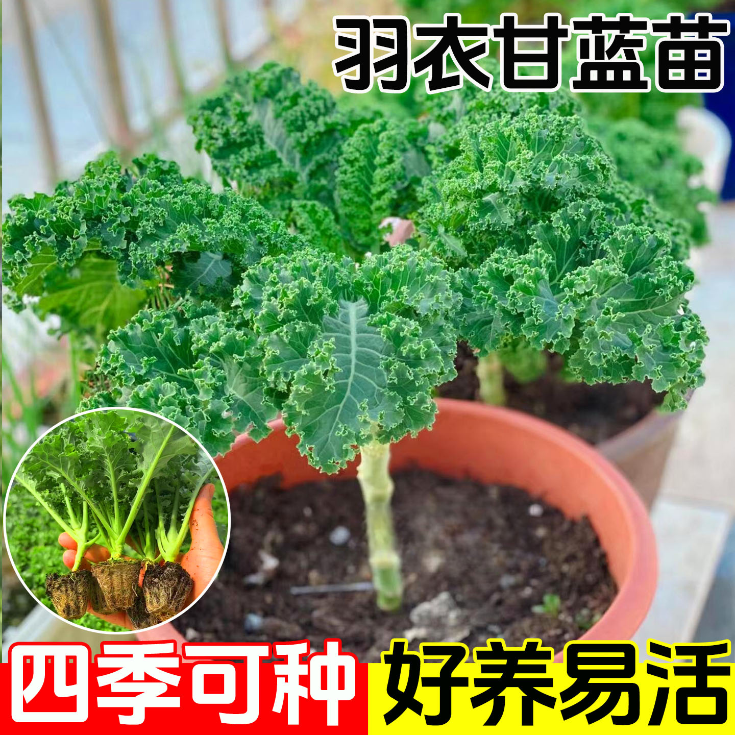 孢子甘蓝苗秧苗牛心羽衣