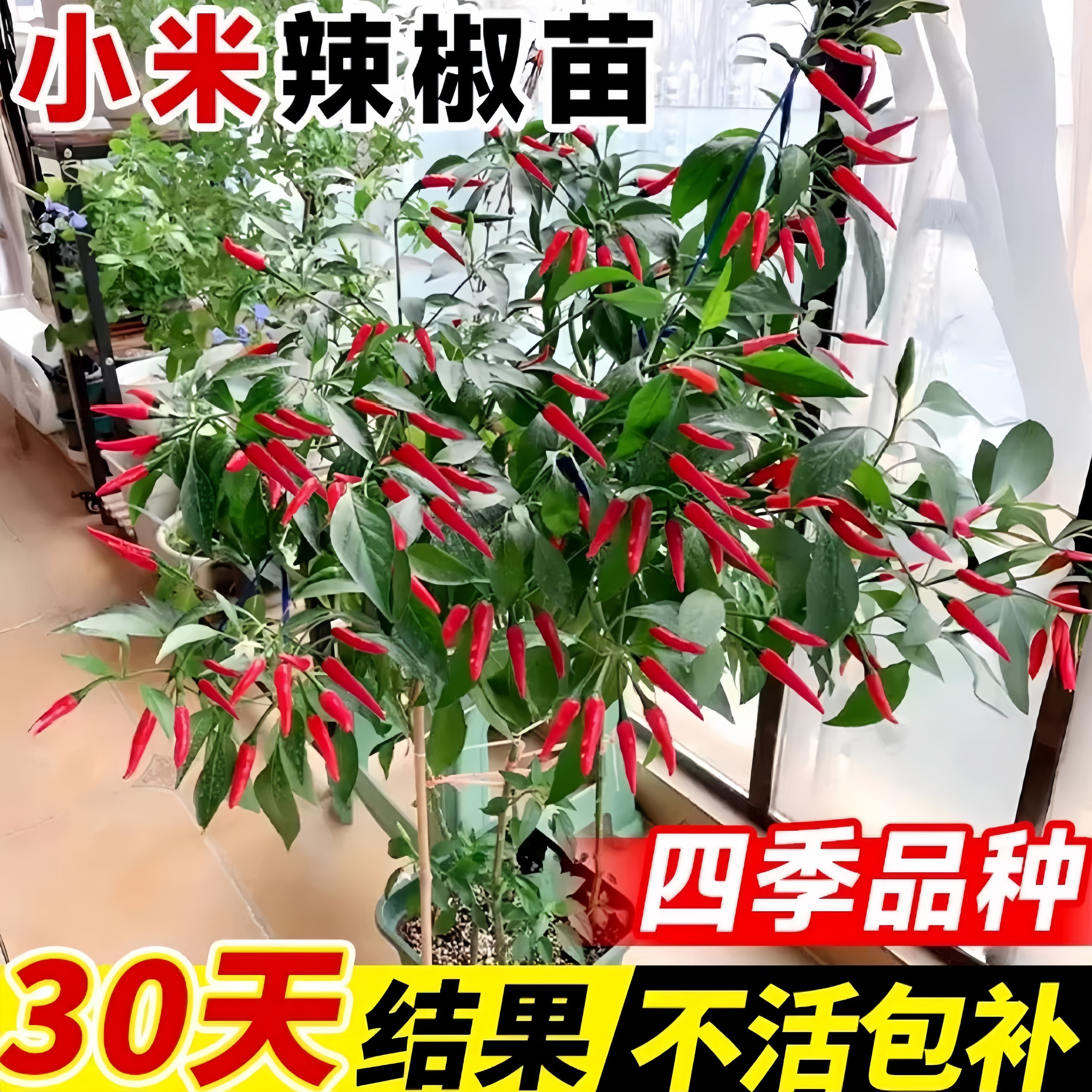 红色小米辣秧苗高产四季辣椒苗朝天椒螺丝椒各种番茄苗蔬菜苗盆栽