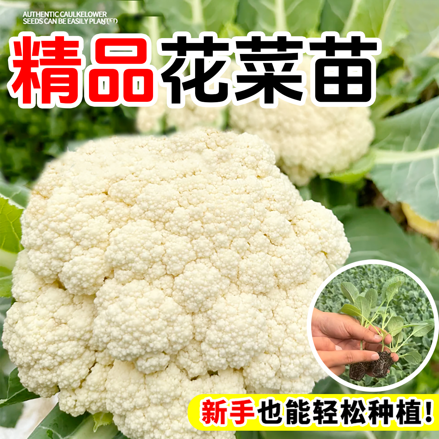 有机花菜苗秧苗青梗花椰菜松花菜种苗甘蓝苗西兰花苗四季阳台盆栽,鲜花速递/花卉仿真/绿植园艺,种苗/半成品盆栽,淘宝优惠券,粉丝福利购,淘宝优惠卷