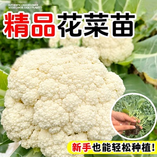 有机花菜苗秧苗青梗花椰菜松花菜种苗甘蓝苗西兰花苗四季阳台盆栽
