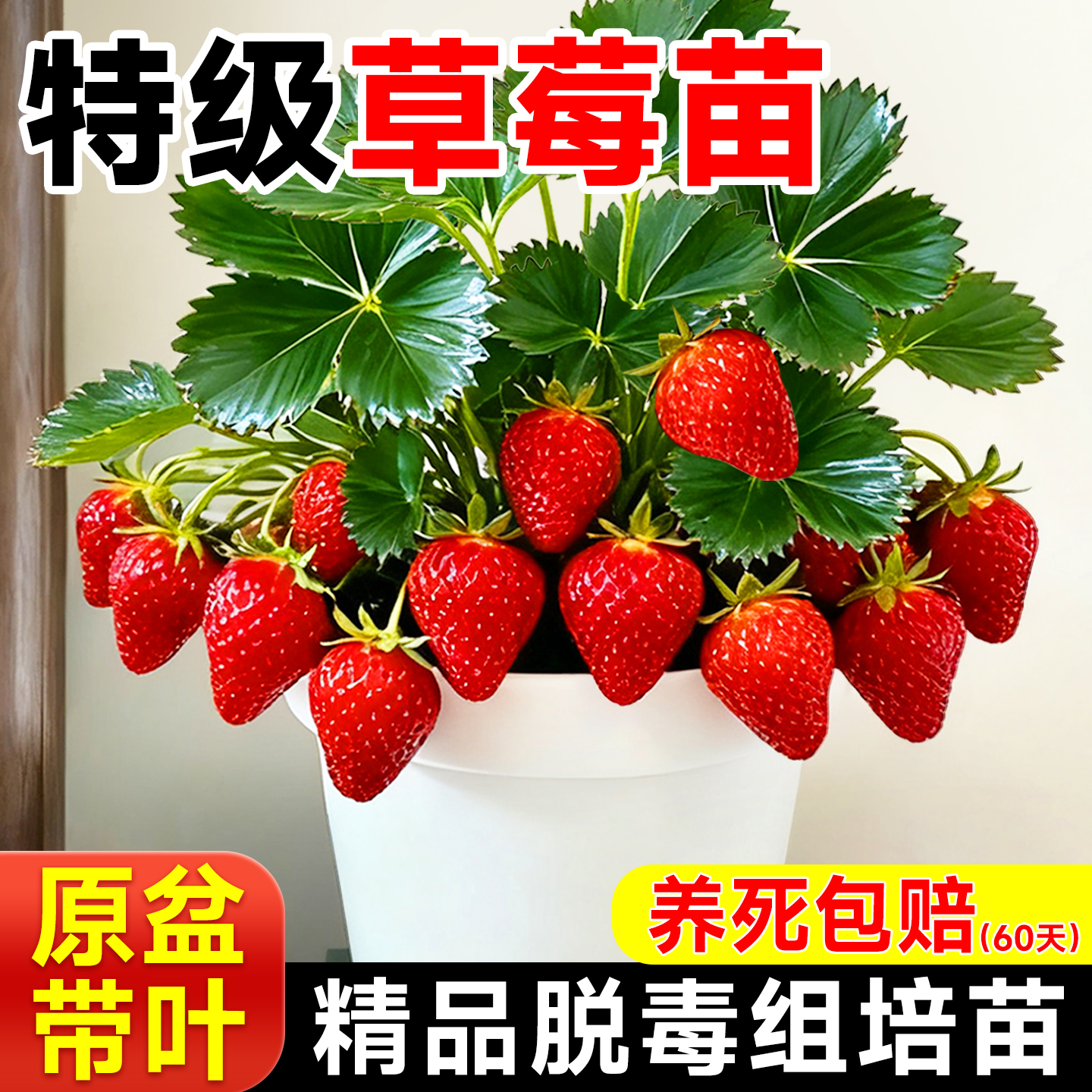 草莓苗新苗盆栽四季结果奶油草莓