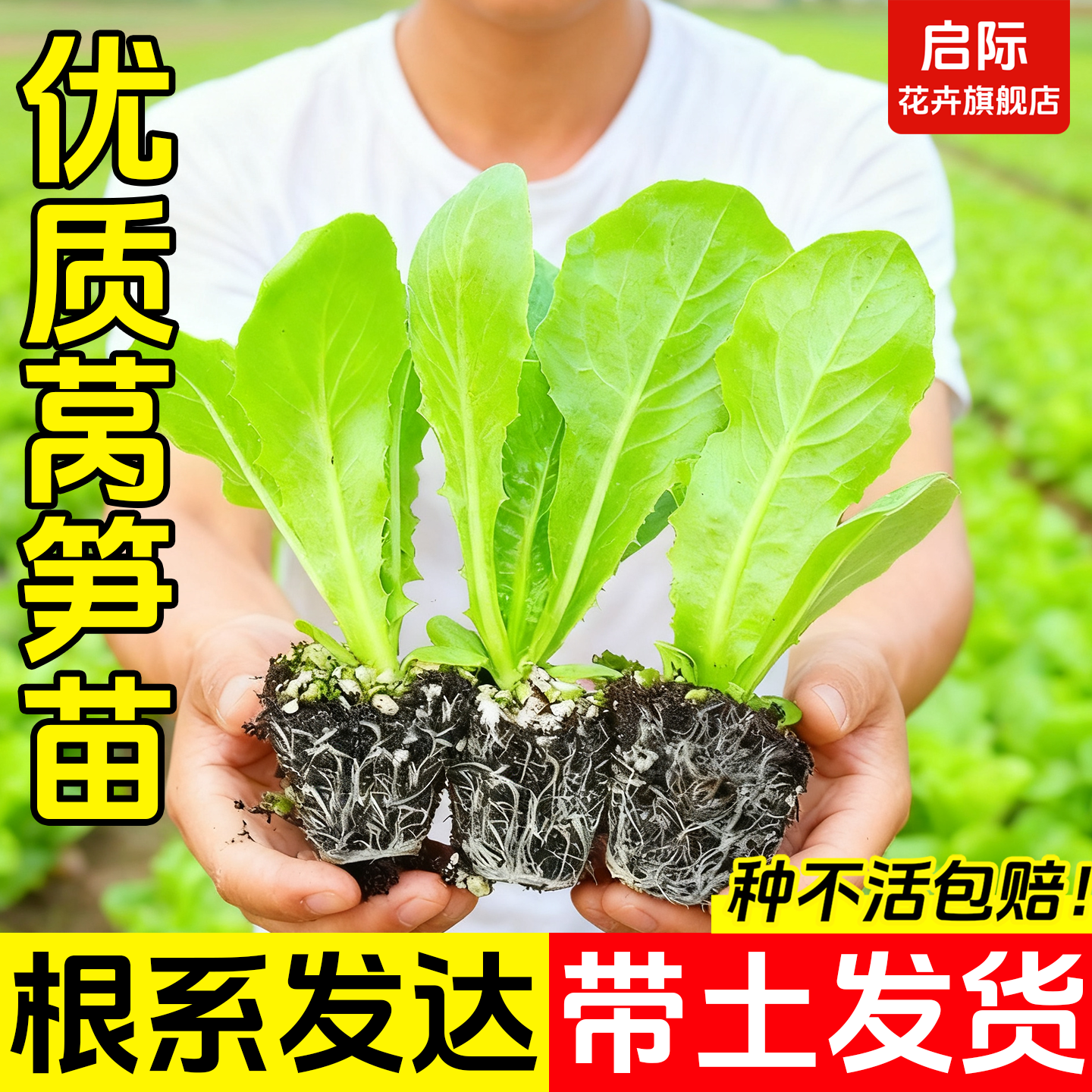 四季耐寒紫莴苣苗秧苗红皮香莴笋