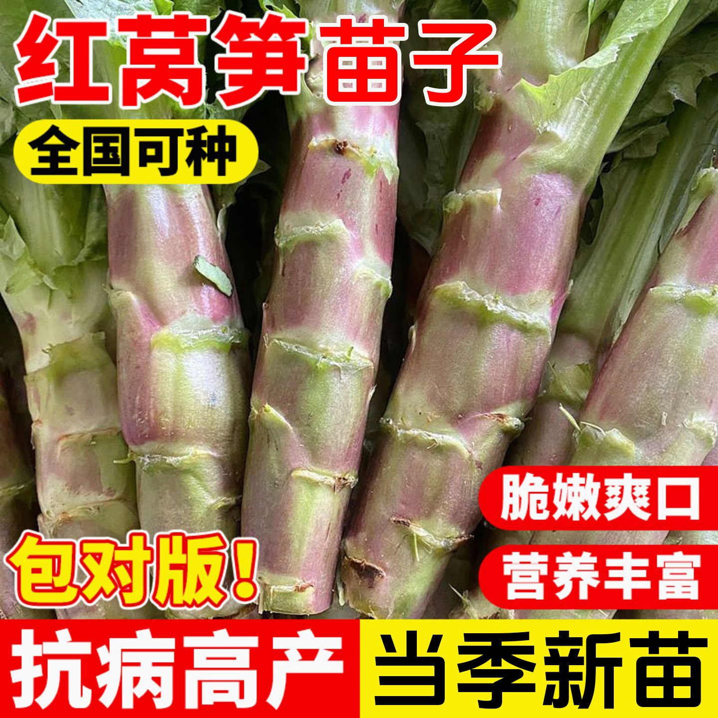 浓香红尖叶莴笋苗子红莴苣秧苗