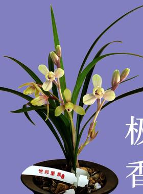 超香兰花四季红宋梅粉红色建兰花苗盆栽花卉绿植夏天秋天带花苞