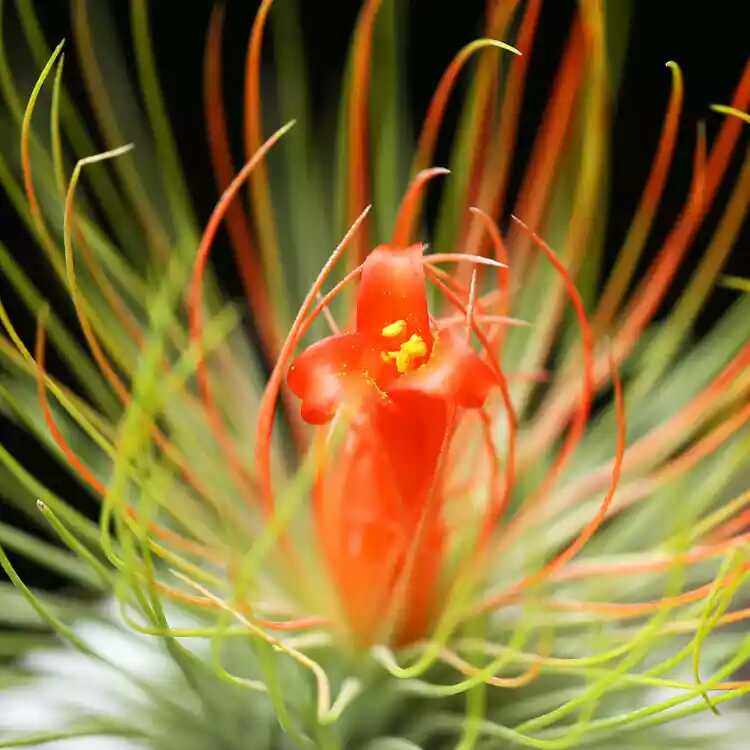 办公室内四季花卉空气凤梨无土植物宝石观叶植物绿植盆栽