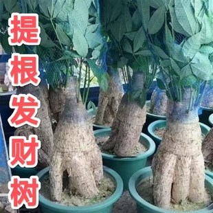 老桩发财树提根发财树粗桩发财树招财树摇钱树金钱树客厅办公绿植