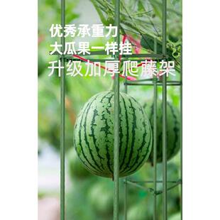 西瓜爬藤架园艺花架支架植物攀爬架包塑钢管室内外铁线莲葡萄托架