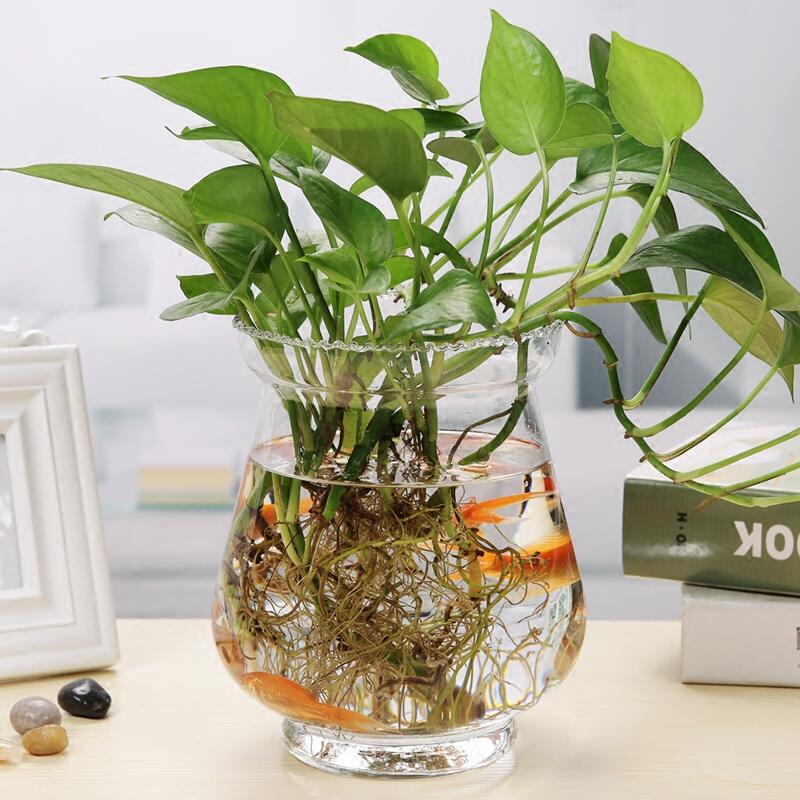 玻璃花瓶水培绿萝简m约创意水培植物花盆透明容器水养绿萝插花容