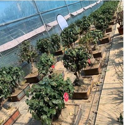 素心腊梅花树苗盆栽花卉 原生梅花盆景庭院阳台浓香型耐寒植物