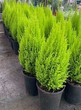 香松 别墅庭院花园花镜绿植绿化带造景四季不落叶